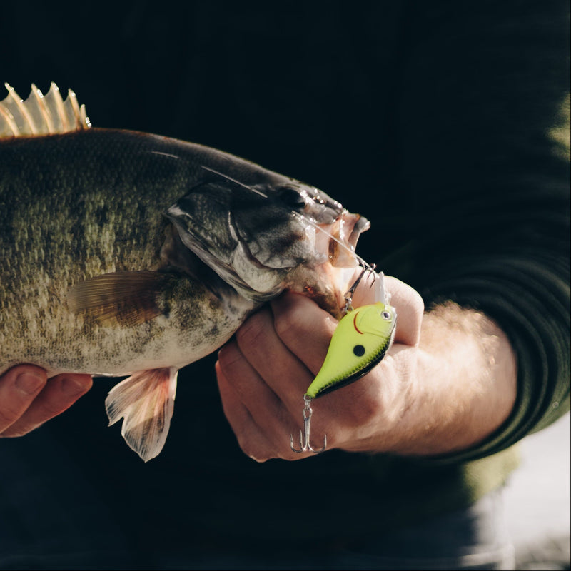 Cargue la imagen en el visor de la galería, A person outdoors holds a freshly caught largemouth bass fish in their hands, with a small green and yellow fishing lure visible in the fish's mouth.