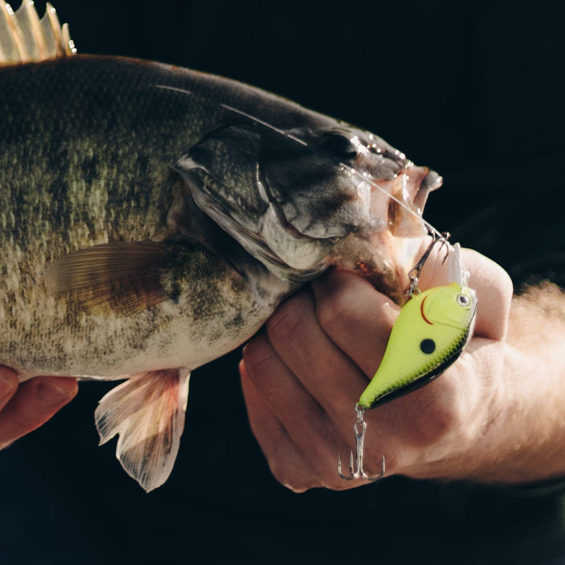 Load image into Gallery viewer, A person outdoors holds a freshly caught largemouth bass fish in their hands, with a small green and yellow fishing lure visible in the fish's mouth.