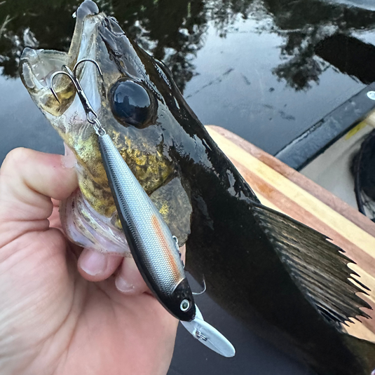 BioSeries Deep Diving Crankbait