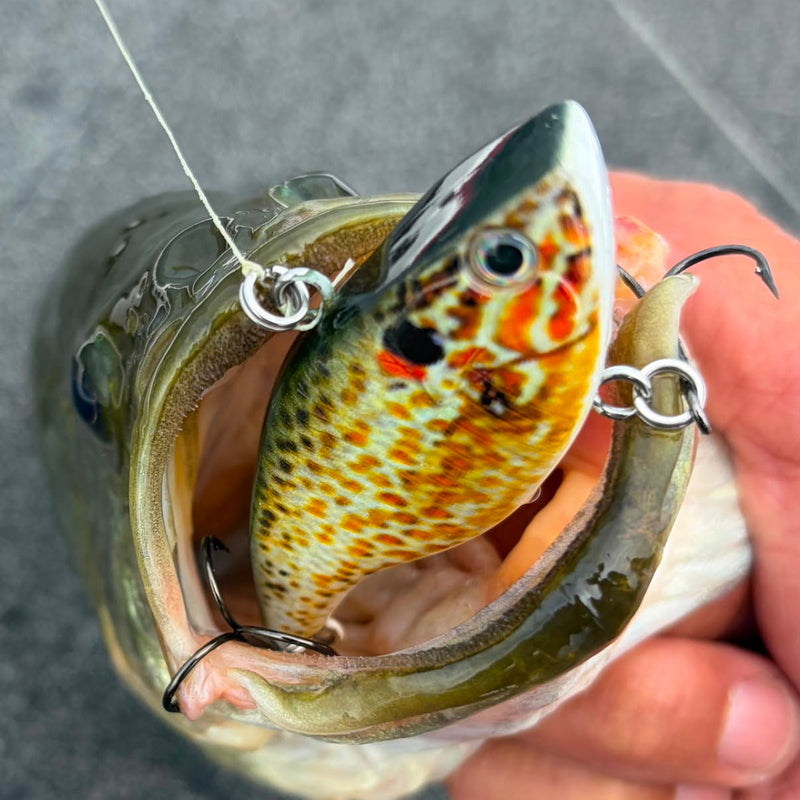 Cargue la imagen en el visor de la galería, A close-up shot of a fishing lure inside the mouth of a fish, held by a hand. The lure is a realistic baitfish with a yellow, orange, and black spotted pattern, silver eye, and a silver treble hook attached.
