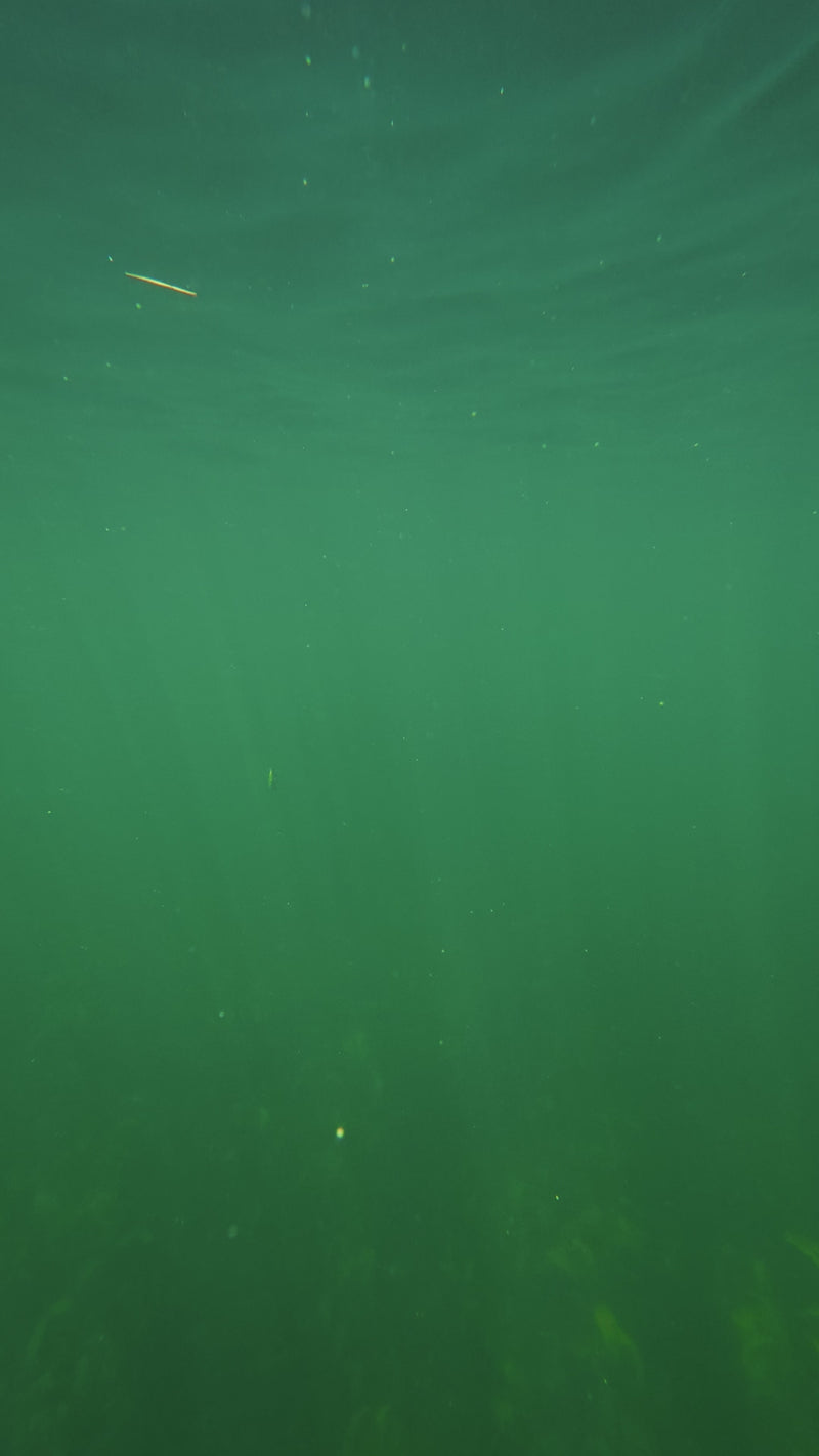 Cargar y reproducir video en Gallery Viewer, The Tackle Box
