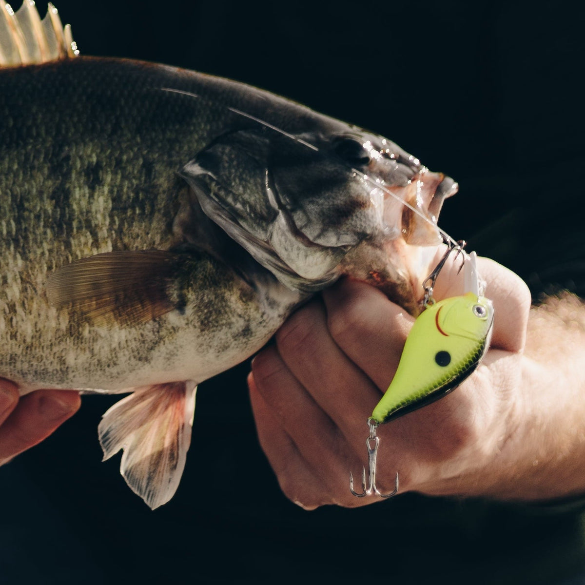 A person outdoors holds a freshly caught largemouth bass fish in their hands, with a small green and yellow fishing lure visible in the fish's mouth.