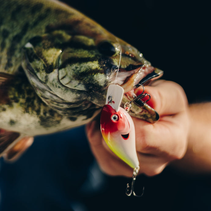 Squarebill Crankbait - Pennywise