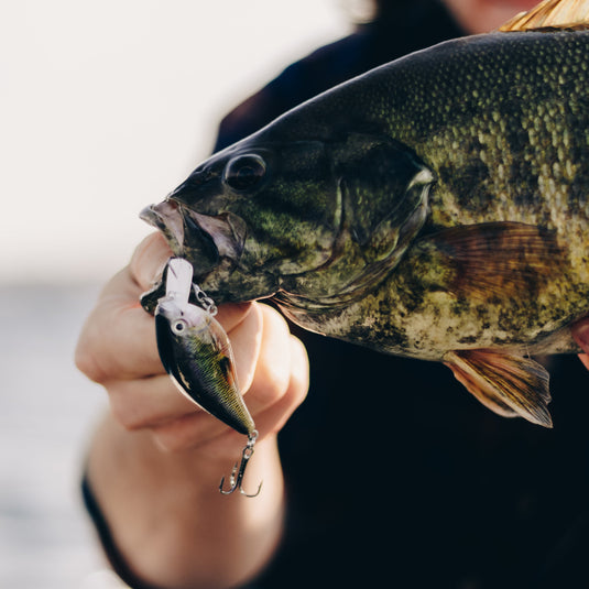 Squarebill Crankbait - Aurora